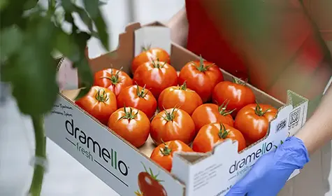 Image hover effect image